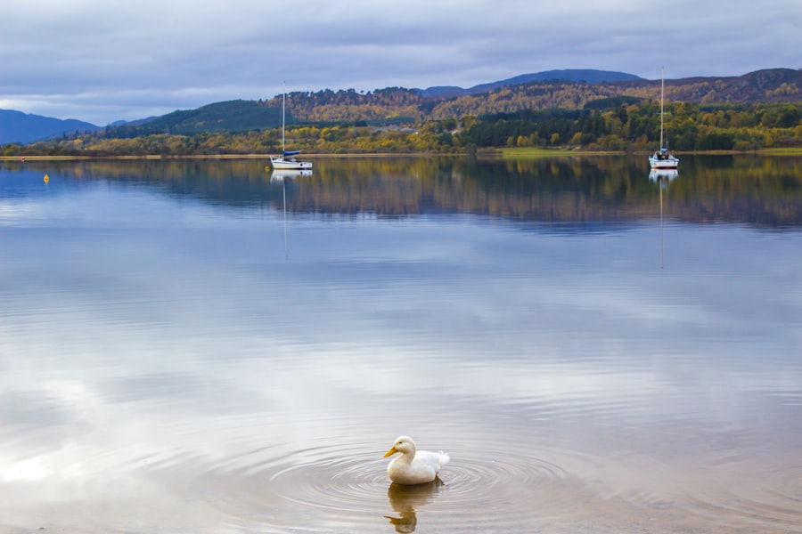 Things to do in Aviemore