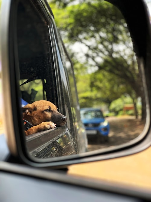Caledonian Sleeper Dog Policy 2026: The £30 Cleaning Fee & Registration Rules